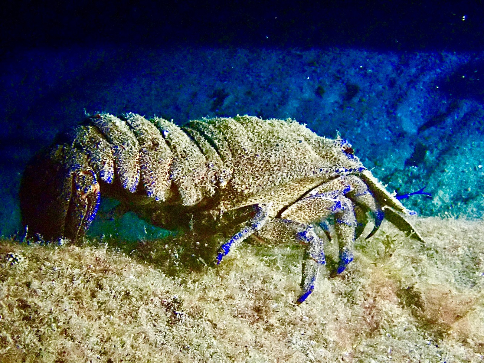 Slipper lobster on the seabed, photographed on a dive in Lanzarote